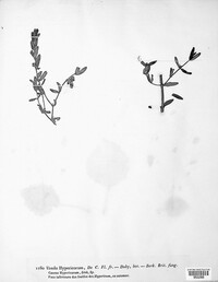 Melampsora hypericorum image